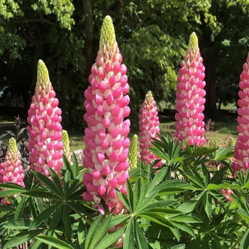 Heirloom Non-GMO Pink Lupine Popsicle Flower Seeds for planting in home garden