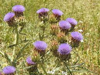 Violet Cardunculus Flower Seeds for Planting NON GMO Seeds seeds for planting in home garden