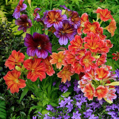 100 Pcs