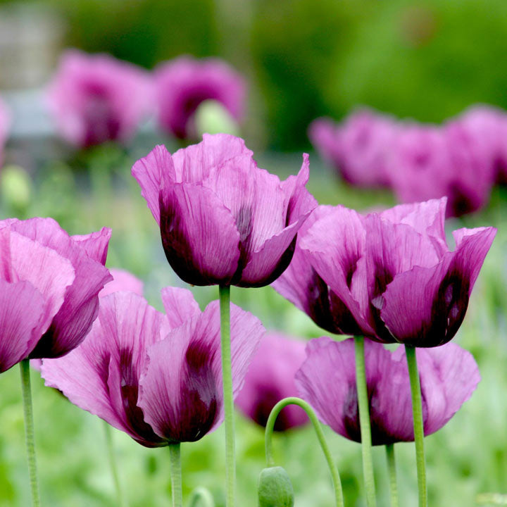Heirloom Non-GMO Hungarian Flower Seeds for Vibrant and Traditional Garden Planting for planting in home garden