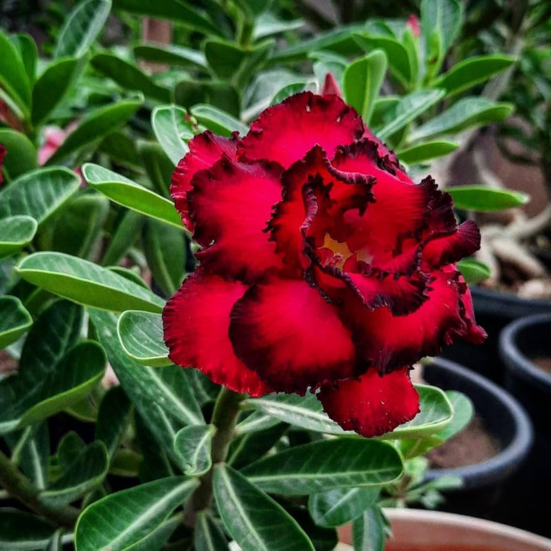 Maroon Adenium Plant Seeds for Planting - NON GMO Seeds