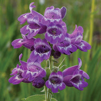 Heirloom Non-GMO Purple Beardtongue Flower Seeds for Unique Garden Accents and Outdoor Planting for planting in home garden