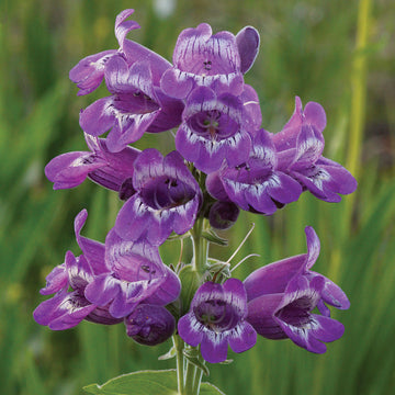 Heirloom Non-GMO Purple Beardtongue Flower Seeds for Unique Garden Accents and Outdoor Planting for planting in home garden