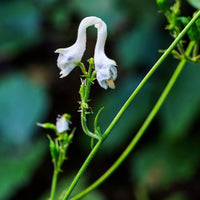 Heirloom Non-GMO White Swan Flower Seeds for planting in home garden