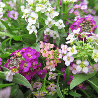 Heirloom Non-GMO Mixed Lobularia Flower Seeds for Fragrant and Colorful Garden Ground Cover Planting for planting in home garden