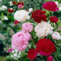 Heirloom Non-GMO Mixed Paeonia Suffruticosa Flower Seeds for Lush Garden Blooms and Seasonal Planting for planting in home garden