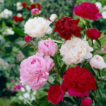 Heirloom Non-GMO Mixed Paeonia Suffruticosa Flower Seeds for Lush Garden Blooms and Seasonal Planting for planting in home garden