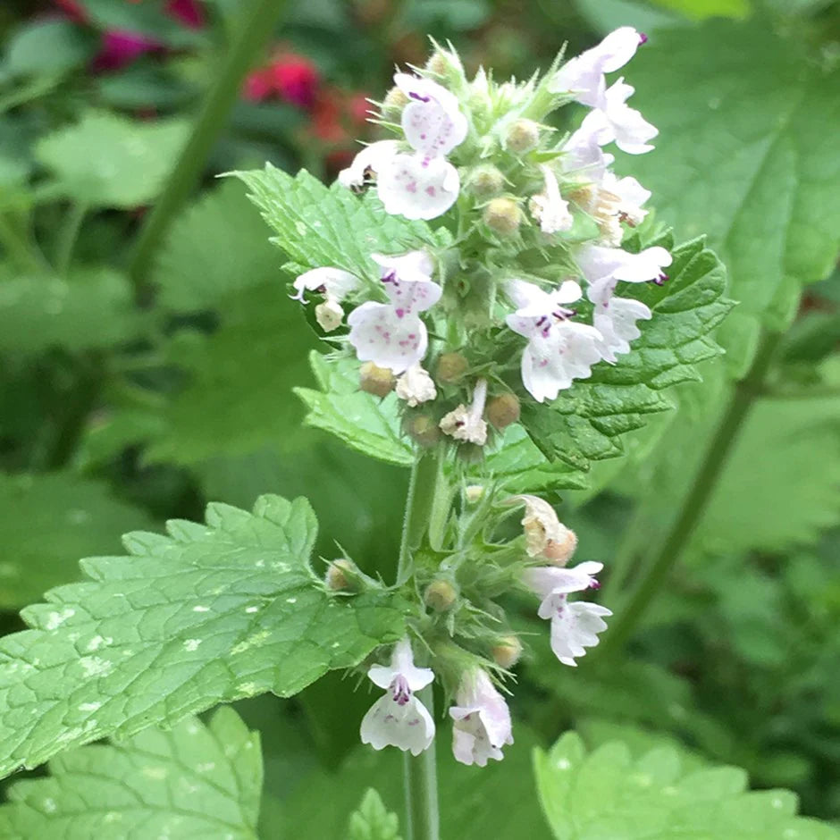 Heirloom Non-GMO Catnip Nepeta Flower Seeds for Garden Planting for planting in home garden