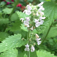 Heirloom Non-GMO Catnip Nepeta Flower Seeds for Garden Planting for planting in home garden