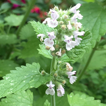 Heirloom Non-GMO Catnip Nepeta Flower Seeds for Garden Planting for planting in home garden