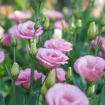 Lisianthus (Lisianthus scientific name) for planting in garden
