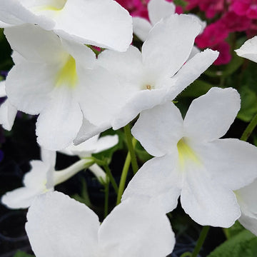 Heirloom Non-GMO Streptocarpus Flower Seeds for Garden Planting for planting in home garden