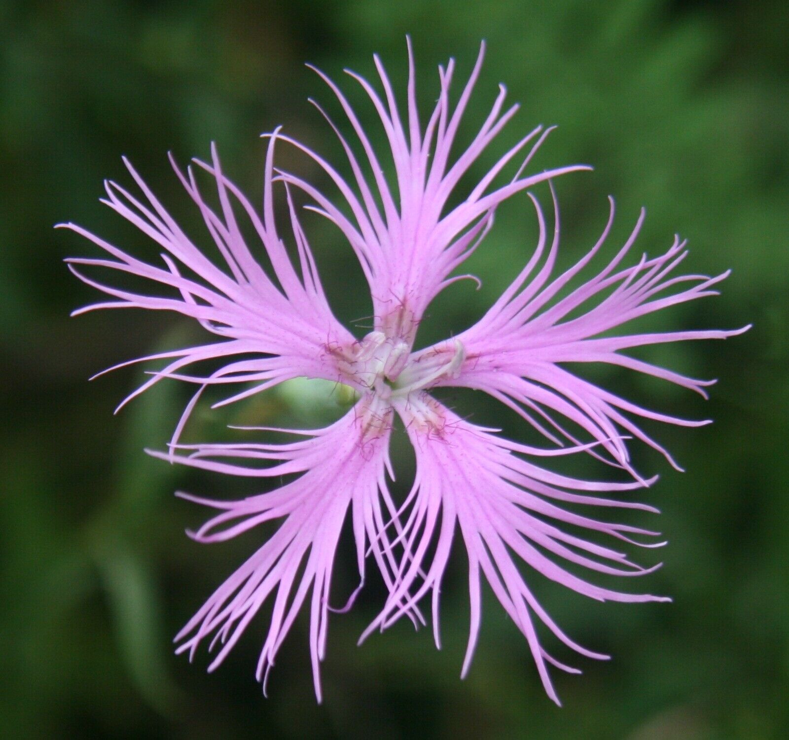Heirloom Non-GMO Dianthus Superbus Flower Seeds for Fragrant Garden Blooms and Delicate Displays for planting in home garden