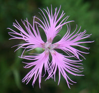 Heirloom Non-GMO Dianthus Superbus Flower Seeds for Fragrant Garden Blooms and Delicate Displays for planting in home garden