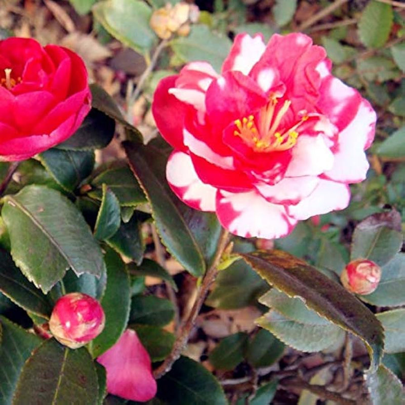 Organic Red White Camellia Japonica Flower Seeds for Planting for planting in home garden