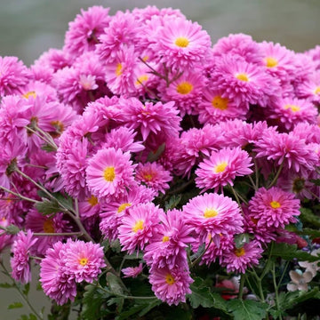 Heirloom Non-GMO Yellow Pink Chrysanthemum Flower Seeds for Vibrant Fall Garden Planting for planting in home garden