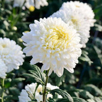 Heirloom (Heirloom scientific name) for planting in garden
