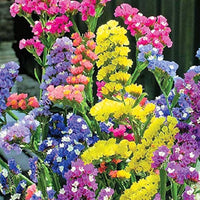 Heirloom Non-GMO Lavender Flower Seeds Mixed Colors for Garden Planting – Aromatic Floral Blend seeds for planting in home garden