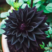 Black Carnation Flower Seeds – Heirloom, Non-GMO Seeds for Planting Elegant Garden Blooms seeds for planting in home garden