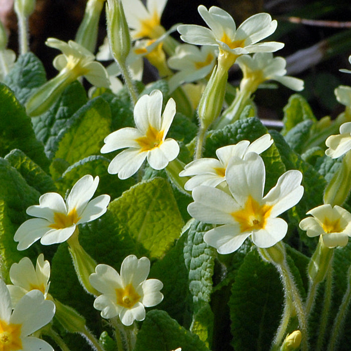 Primula Flower Seeds for Planting - 100 pcs for planting in home garden