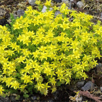 Heirloom Non-GMO Yellow Moss Stonecrop Flower Seeds for planting in home garden