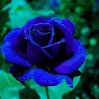 Blue (Blue scientific name) for planting in garden