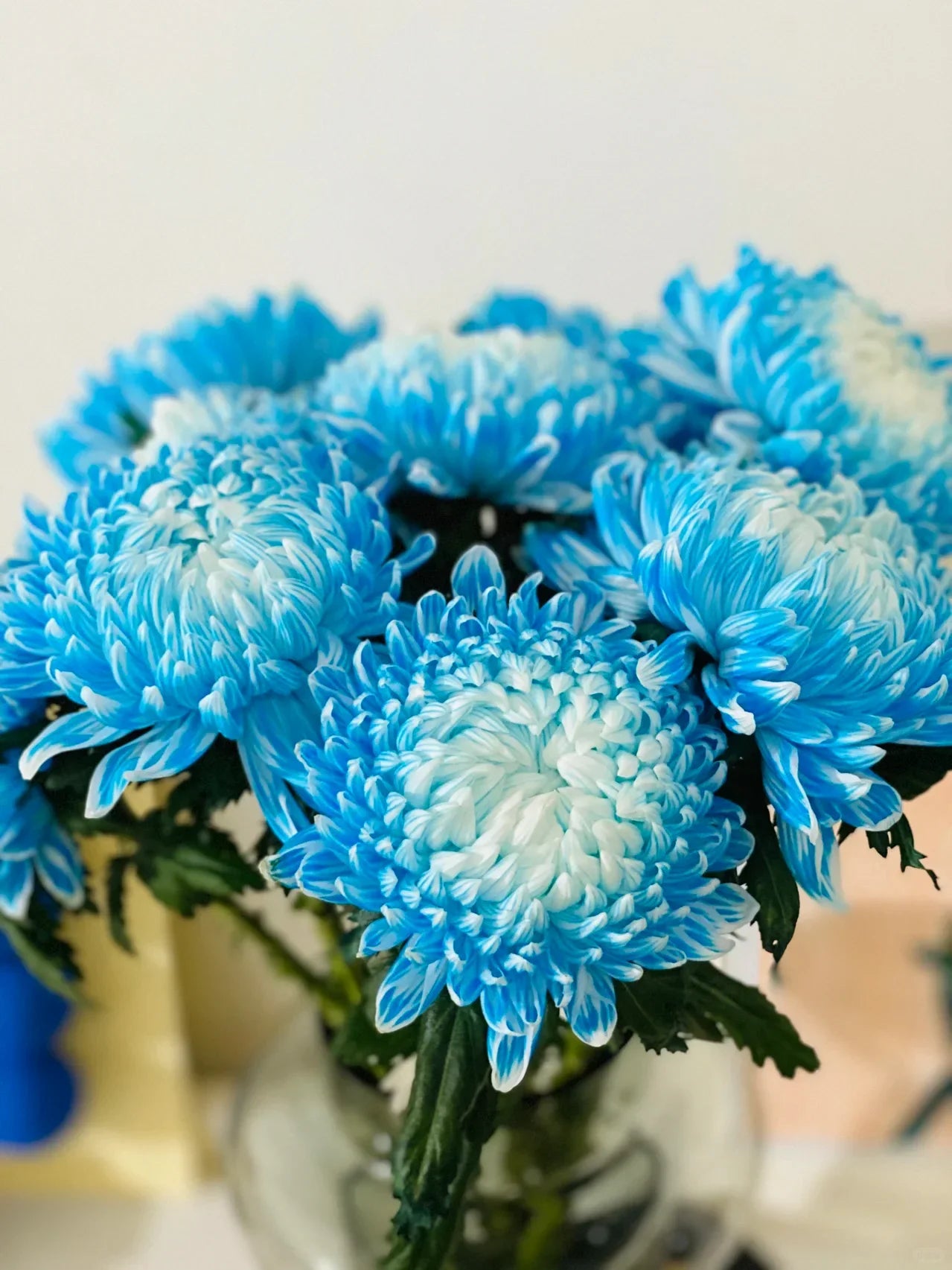 Organic Heirloom Non-GMO Blue Yellow Chrysanthemum Seeds for Planting – Garden Blooms