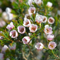 Heirloom Non-GMO Geraldton Flower Seeds for Vibrant Garden Displays and Outdoor Planting for planting in home garden