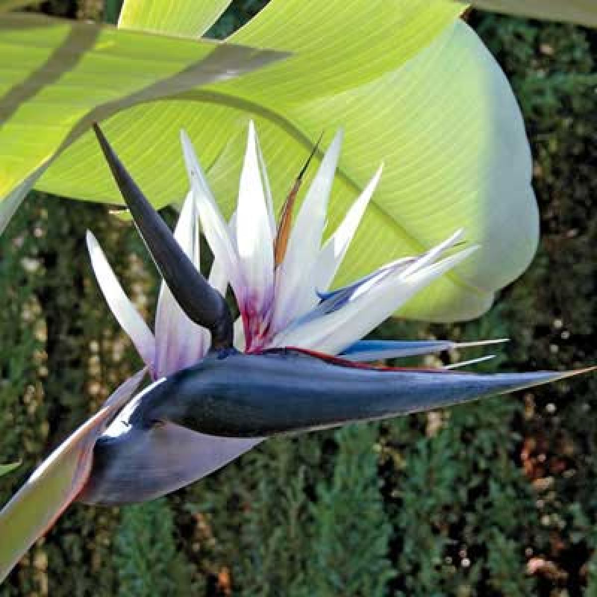 Flower (Flower scientific name) for planting in garden