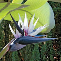 Flower (Flower scientific name) for planting in garden
