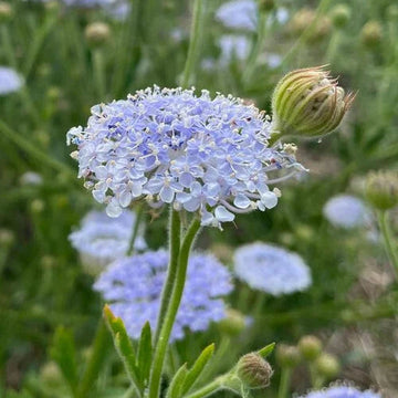 Blue (Blue scientific name) for planting in garden