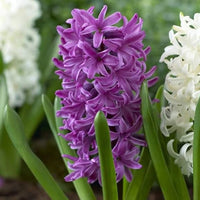 Violet (Violet scientific name) for planting in garden