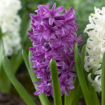 Violet (Violet scientific name) for planting in garden