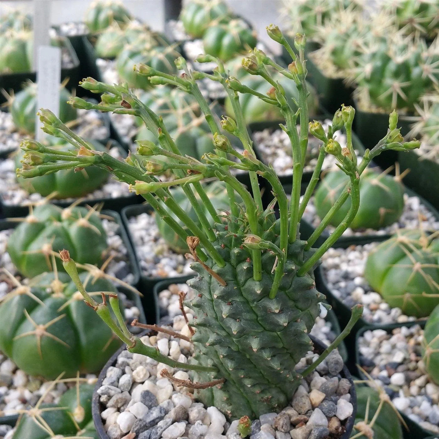 Euphorbia Spiralis Plant Seeds for planting in home garden
