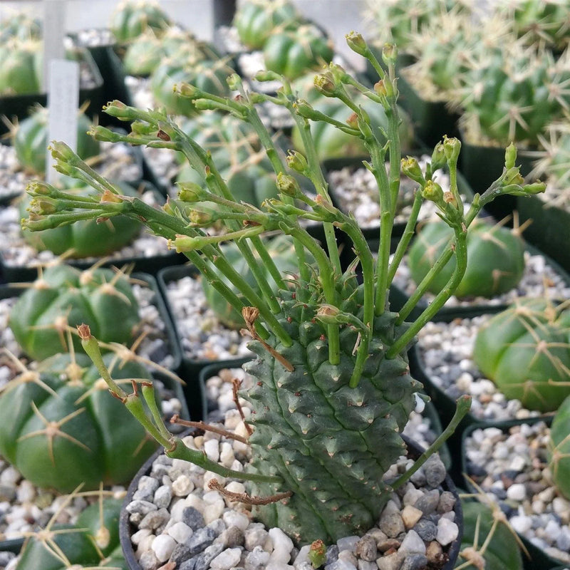 Euphorbia Spiralis Plant Seeds for planting in home garden