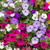 Heirloom Non-GMO Mixed Laura Flower Seeds for Colorful Garden Borders and Seasonal Planting for planting in home garden