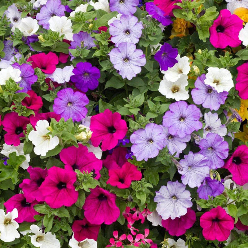 Heirloom Non-GMO Mixed Laura Flower Seeds for Colorful Garden Borders and Seasonal Planting for planting in home garden