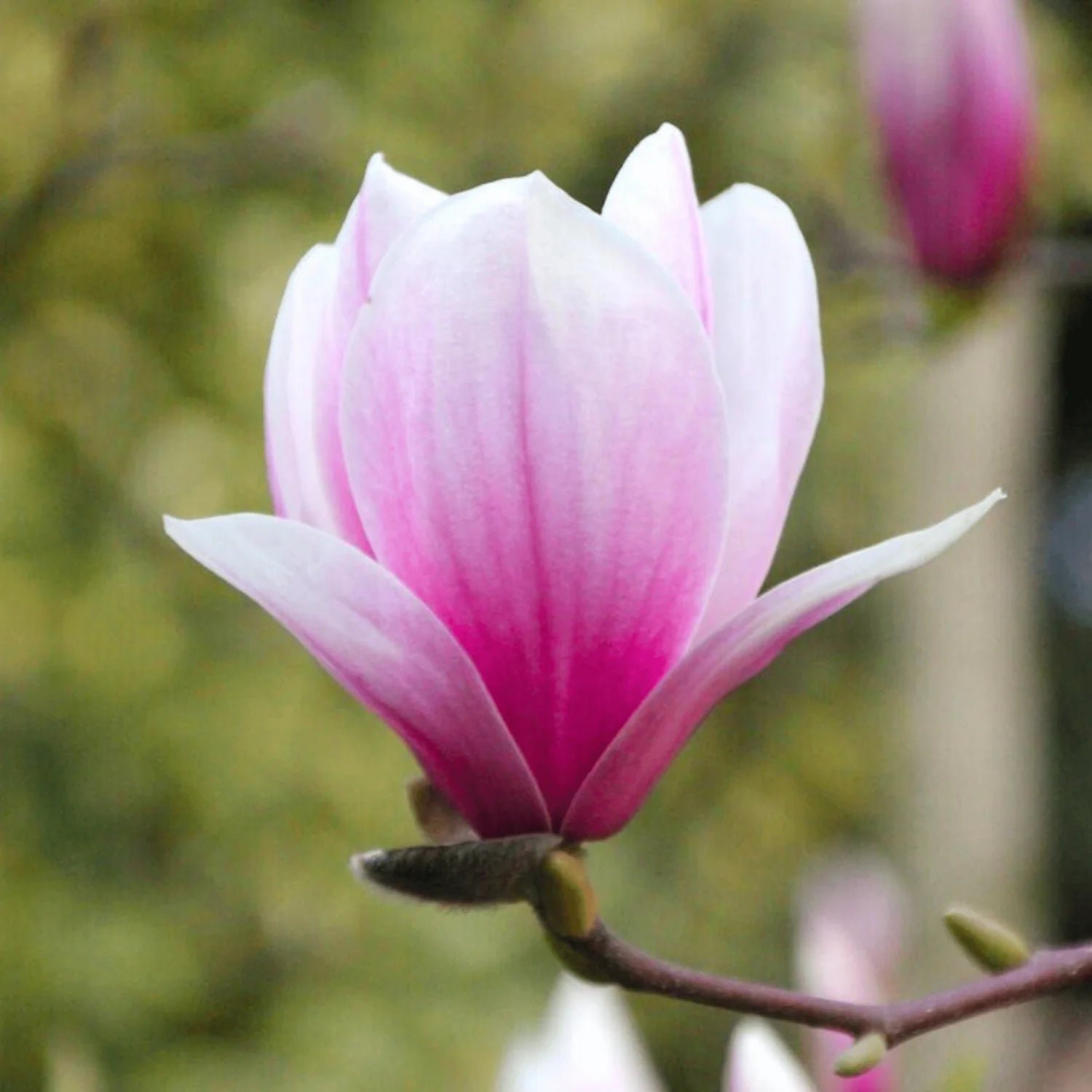 Heirloom Non-GMO Pink White Yulan Flower Seeds for planting in home garden