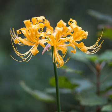 Lycoris Radiata Flower Seeds for planting in home garden
