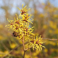 Zaubernuss Hamamelis Flower Seeds for Planting - 100 pcs seeds for planting in home garden