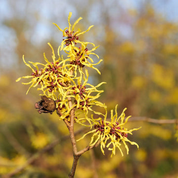 Zaubernuss Hamamelis Flower Seeds for Planting - 100 pcs seeds for planting in home garden