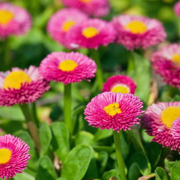 Pink (Pink scientific name) for planting in garden