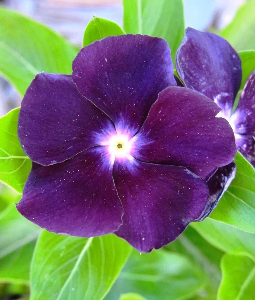 Purple Periwinkle Flower Seeds for planting in home garden