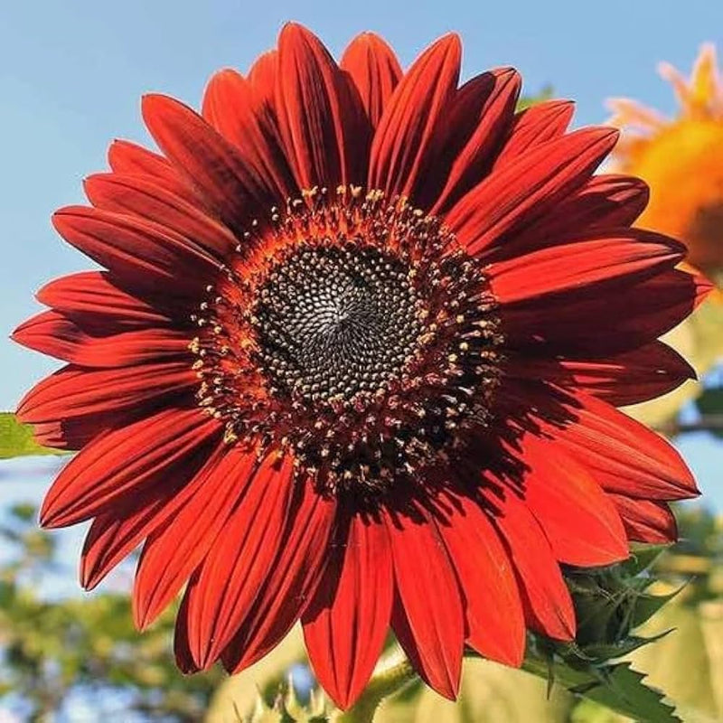 Red Sunflower Seeds for Planting – Bright Ornamental Blooms, Non-GMO Garden Flower Seeds seeds for planting in home garden