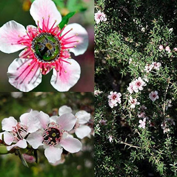Manuka Flower Seeds for Planting - 100 pcs seeds for planting in home garden