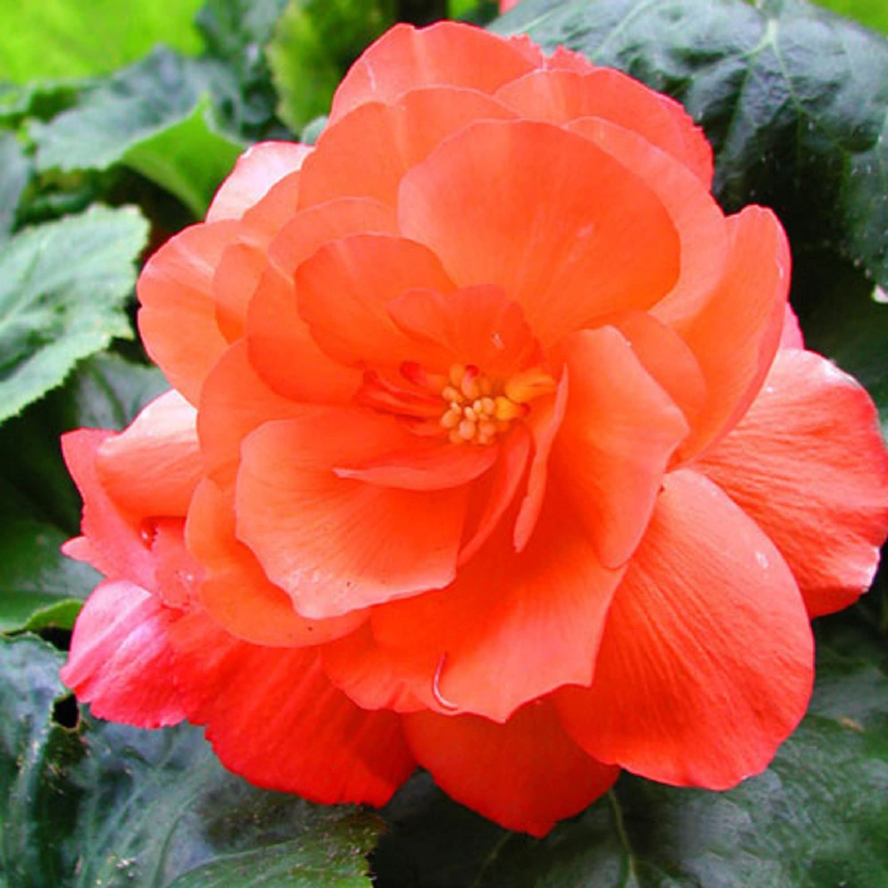 Orange (Orange scientific name) for planting in garden