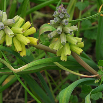 Seeds (Seeds scientific name) for planting in garden