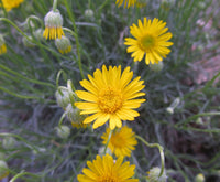 Heirloom Non-GMO Yellow Erigeron Flower Seeds for Garden Planting for planting in home garden