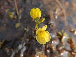 Yellow Utricularia Flower Seeds for Planting - 100 pcs seeds for planting in home garden