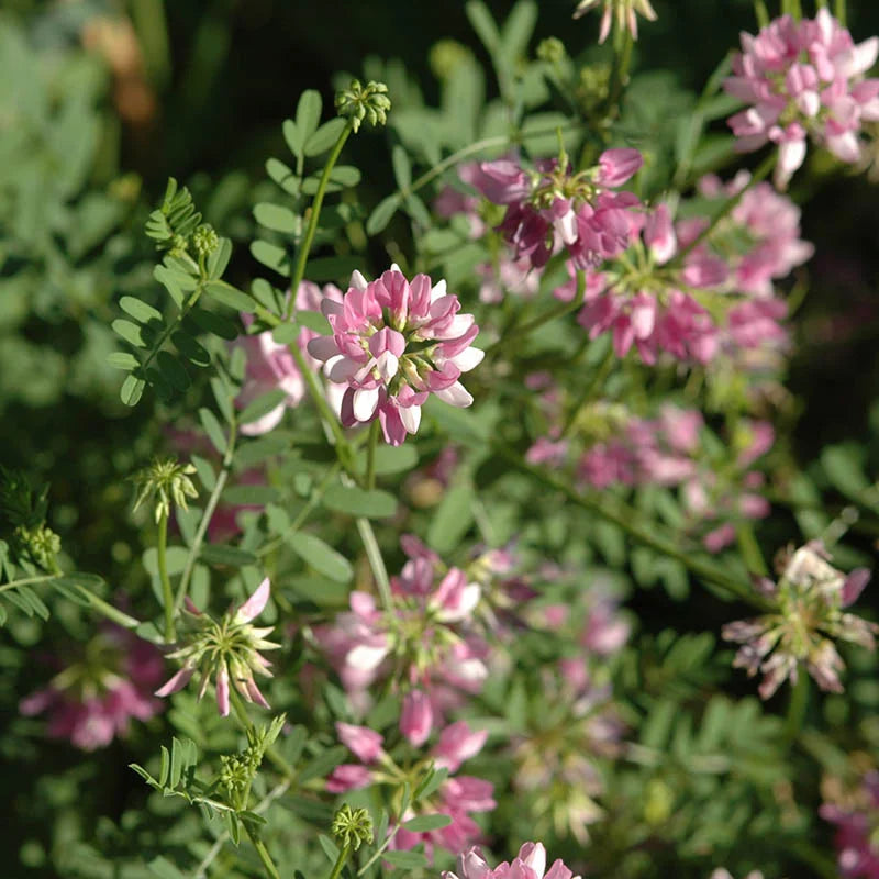 Crown Vetch Pink Flower Seeds for Planting - 100 pcs seeds for planting in home garden